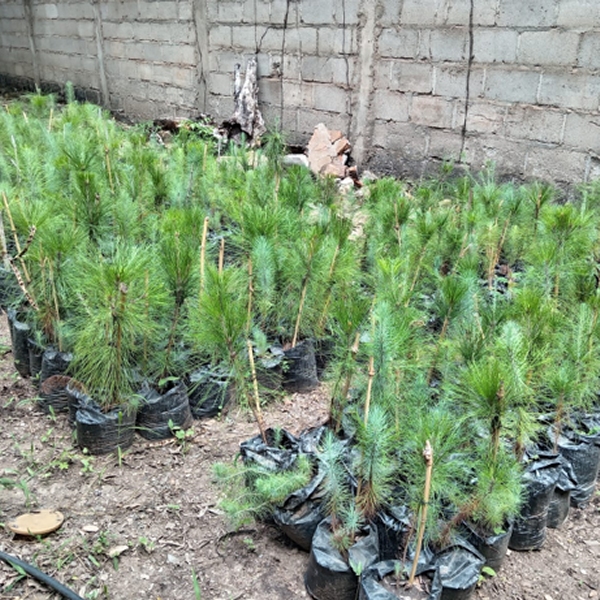 reforestation1 image